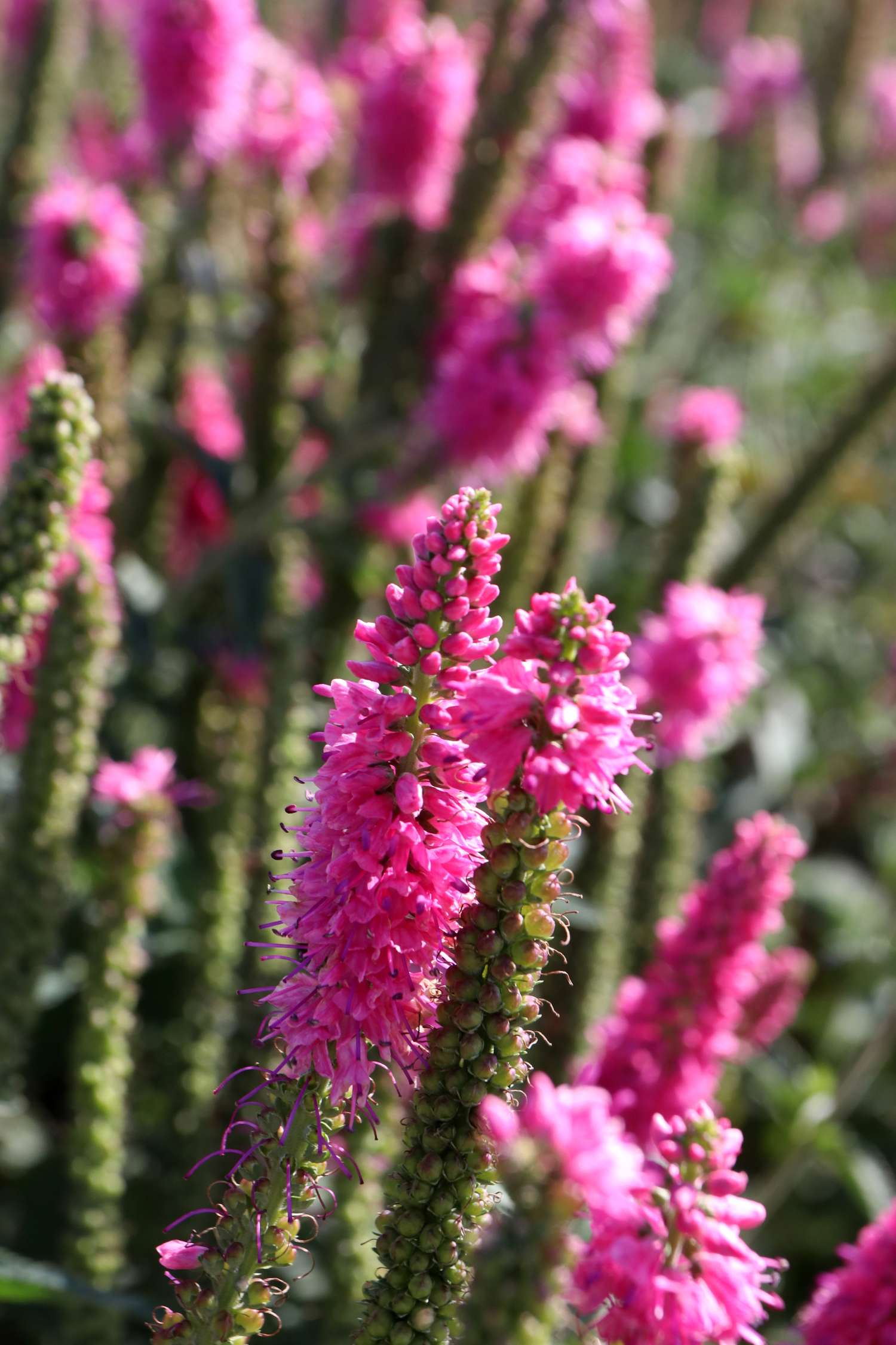 Rantatädyke 'First Love'